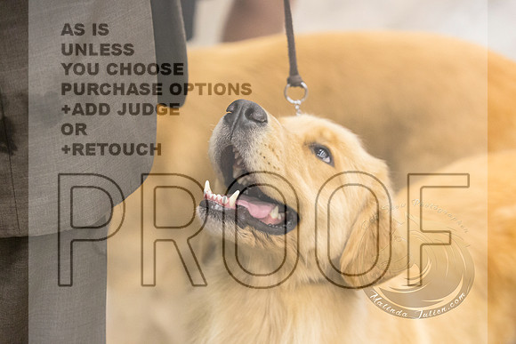 Golden Retriever #12 Rings Fri_JJL_8195_Abilene2023-HR3