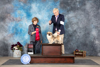 Tibetan Spaniel #17 Sun G2 Judge Donelle Richards