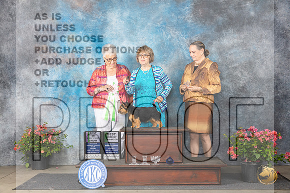 Norwich Terrier #18 Fri BBEBISweeps Judge Joan Eckert__JP_4100_San Antonio_2024_HR3