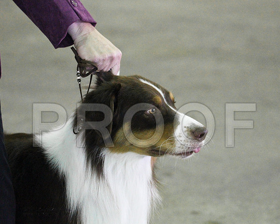 Group Herding Saturday - 0009