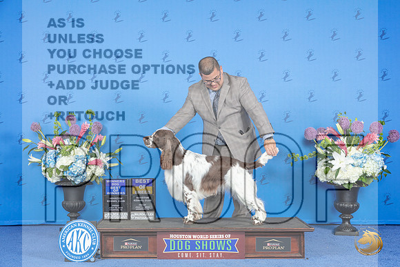 English Springer Spaniel #11 FRI WD BOB BOW Judge Jamie Hubbard__JP_9251_Houston_2024_HR3