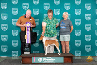 Basenji #1407 Sunn ABIS Judge Rick Gann