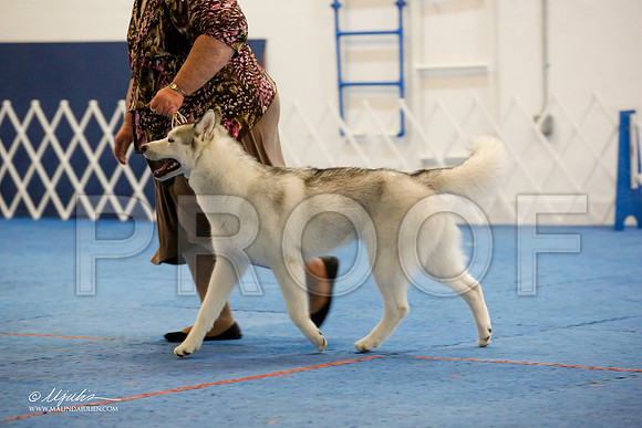 _M3_9519-AddisonHuskyMar2015-HR3