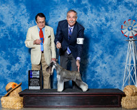 Miniature Schnauzers #9 Sat WD Maj Brown Bryan Mary Jo Larsen Judge Dr Al Pertuit
