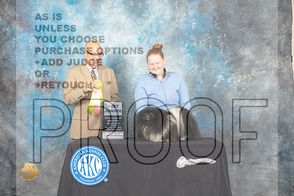 Pekingese #J750 Sat BJr Judge Bradley Jenkins_MJ_0158_HstnTOY_2022_HR3