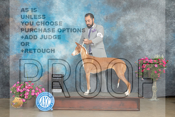 Ibizan Hound #18 Sat G4 Judge Linn Klingel Brown_MJ_7002_ARK2023_HR3