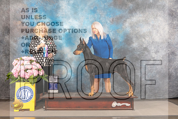 Doberman Pinscher #29 THUR WD BOW Major Judge Karen McFarlane_MJ_3836_Houston_2022_HR3