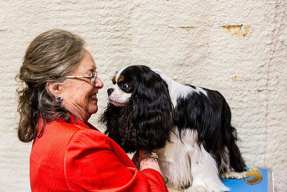 Cavalier King Charles Spaniel Melissa Hatfield RingJJL_7620_ARK2023_HR3