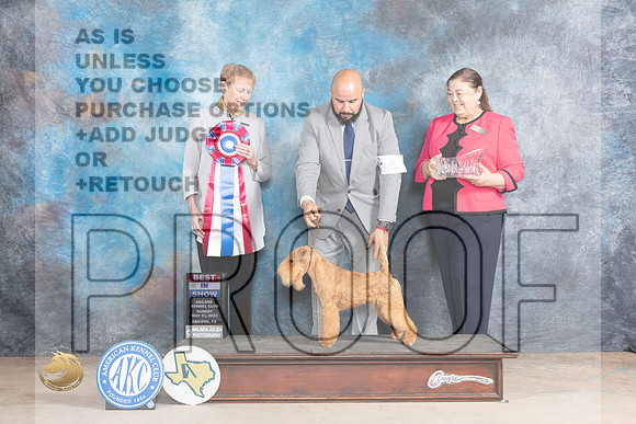 Lakeland Terrier #5 Sun BIS Judge Edweena (Teddy) McDowellMJP_1851_Abilene_2023_HR3
