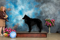 Belgian Sheepdog #5 Sat
