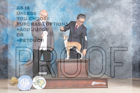Italian Greyhound #8 G4 Judge Gary AndersenMJP_1643_Abilene_2023_HR3