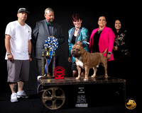 American Bully #22 BIS1 Judge Jose Perez