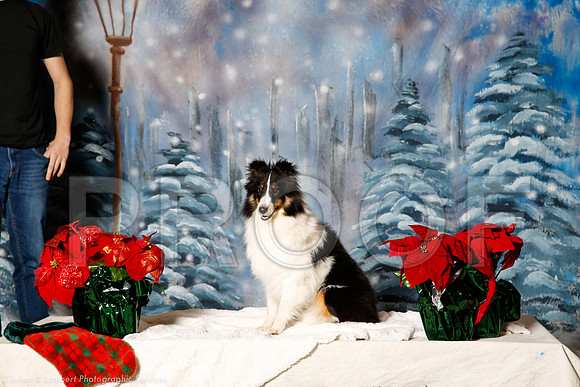 _ST_1430-PetsWestDec2015-HR3