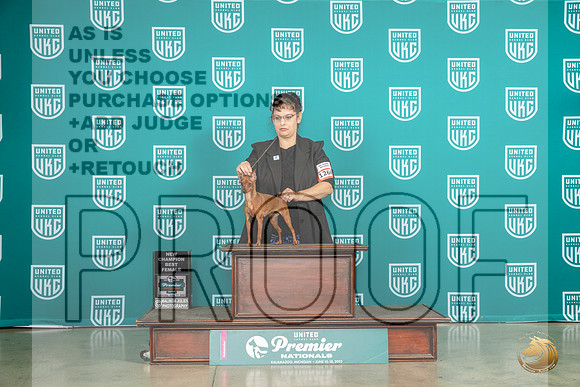 Miniature Pinscher #1264 Sat BFCH Judge Renee StrongMJP_5268_Premier2023_HR3