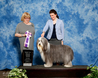 Collie Bearded #123 Sat S1 BIS Kim Rickares Judge Linda Hughes