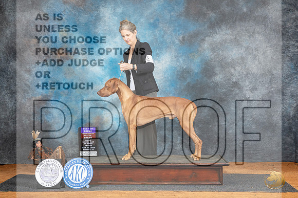 Rhodesian Ridgeback #5 Fri BOBOHBOB Judge Karen Hynek r__JP_7177_MARSHALL_2024_HR3