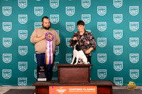 Smooth Fox Terrier #? Sat BIS Judge William Chrazanowski