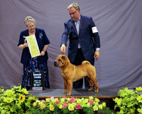 Chinese Shar-Pei #14 Fri G3 Loretta Anders & Karel Nijholy & Esmae Minne Agent David Williams Judge V Lyne HR Houston Jul 2013