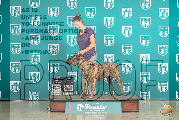 Presa Canario Fri BOB Judge Donna BeadleMJP_5857_Premier2023_HR3