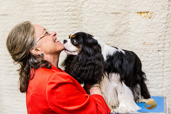 Cavalier King Charles Spaniel Melissa Hatfield RingJJL_7621_ARK2023_HR3