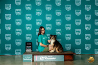 Australian Shepherd #269 RO2