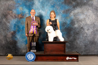 Bichon Frise #8 WED BISS Judge Joe Walton