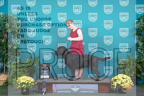 Labrador Retriever #164 Sat__JP_2828_UKCTDI2024_HR3