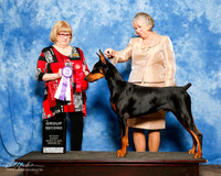 Doberman Pinscher #123 Sat S1 G2 Audrey Reed Judge Linda Hughes