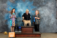 French Bulldog #215 Sat G1 Tracy Kallas RBIS Judge Amy Turner