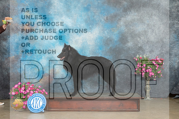 Belgian Sheepdog #5 Sat_MJ_6490_ARK2023_HR3