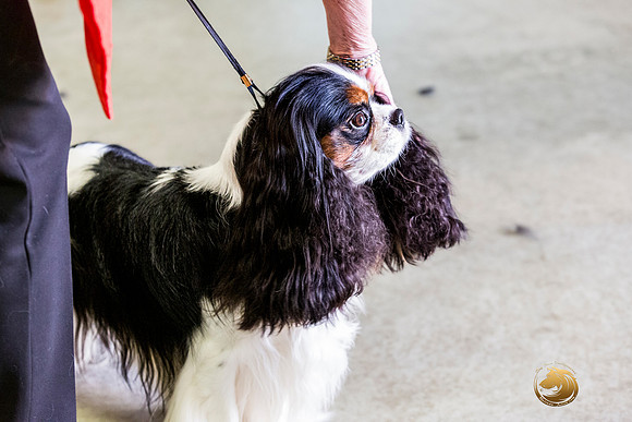 Cavalier King Charles Spaniel Melissa Hatfield RingJJL_7631_ARK2023_HR3