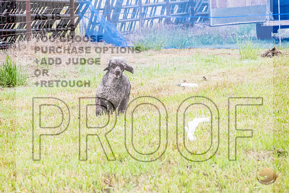 Poodle Std Misty Sat 2_JJL_1047_BatesvilleMS_2024_HR3