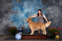 Golden Retriever #35 Sat G4 Judge Wendy G Willhauck