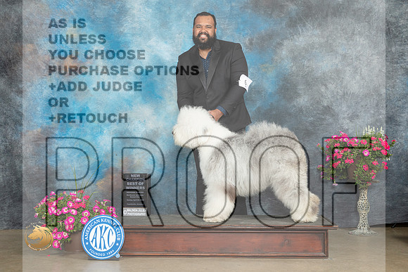 Old English Sheepdog #6 Sun BOWCh Judge Pat Trotter_MJ_7128_ARK2023_HR3