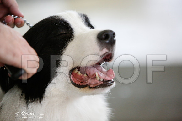 _JJ_3149-DallasJul2014-HR3