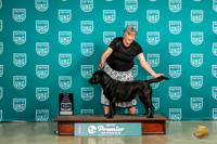 Labrador Retriever #644 Sat TDG2 Judge Ron Horn