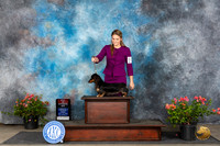 Dachshund Longhaired #20 Fri BOS Judge Aubery Nash