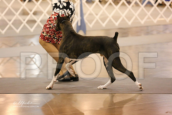 boxer-9559-HR