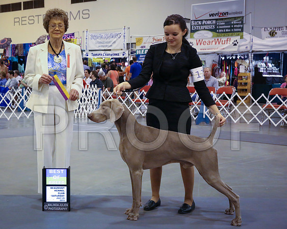 Weim-5114-HstnJ13HR