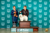 Coton de Tulear #233 Thur BOB Judge Felicity Trammell