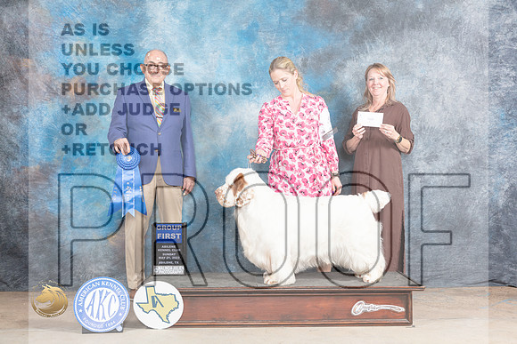 Clumber Spaniel #5 Sun G1 Judge Joe WaltonMJP_1744_Abilene_2023_HR3