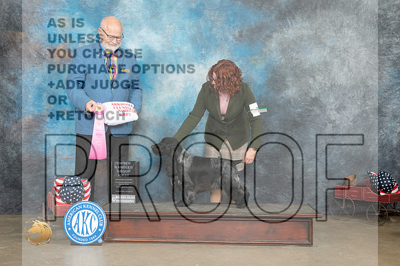 English Cocker Spaniel #7 Fri OHG1 Judge Gary Andersen_MJ_6302_ARK2023_HR3