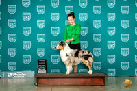 Australian Shepherd #397 Fri RCH Judge Matthew Proctor