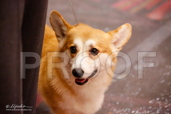 _JJ_9571-HstnCorgiFeb2015-HR3
