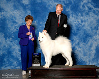 Samoyed #7 Sun BOW Dotson D Diane and Steven and Karla Baker Agent Michael Brantley Judge Patricia Trotter