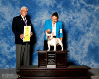 French Bulldog #17 Fri G3 Orban Stagle Suzanne and Toni Norton Agent Nancy Pincus Judge Charles Trotter