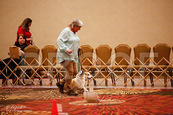 _JJ_7769-HstnCorgiFeb2015-HR3