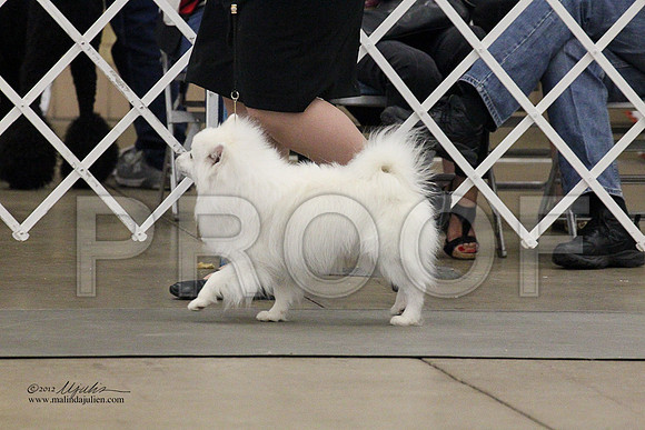 Eskie-3738