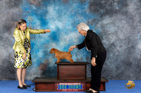CUSTOM Norfolk Terrier Eden WED