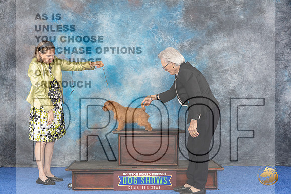 CUSTOM Norfolk Terrier Eden WED__JP_6872_Houston_2024_HR3